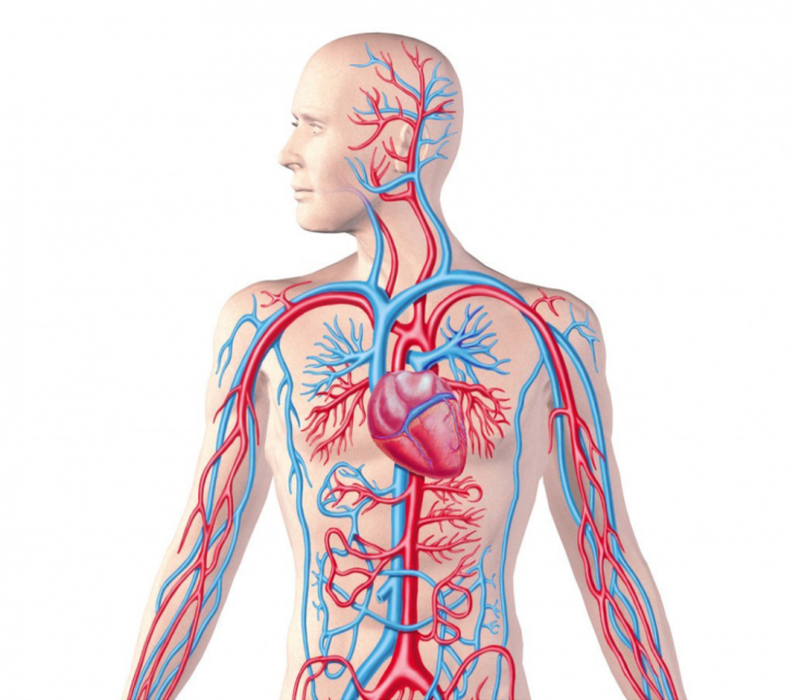 24 sự thật thú vị về cơ thể con người