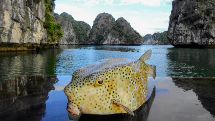 Du lịch Hải Phòng sẽ 'đổi đời' khi Cát Bà thành Di sản thiên nhiên thế giới