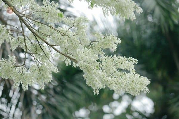 MÙA SƯA KỶ NIỆM - Nga Lê