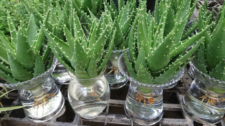 Nha đam mang lại những tác dụng thần kỳ như thế nào cho sức khỏe của bạn?