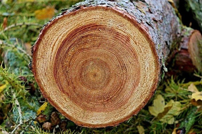 Tìm hiểu ưu nhược điểm của tủ quần áo gỗ tự nhiên