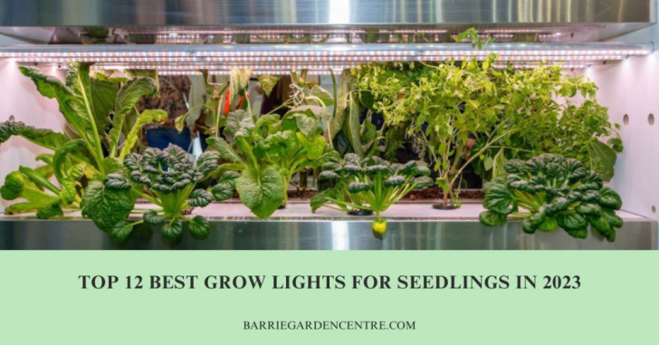 Top 12 Best Grow Lights For Seedlings In 2024 Barriesgardencentre   728 