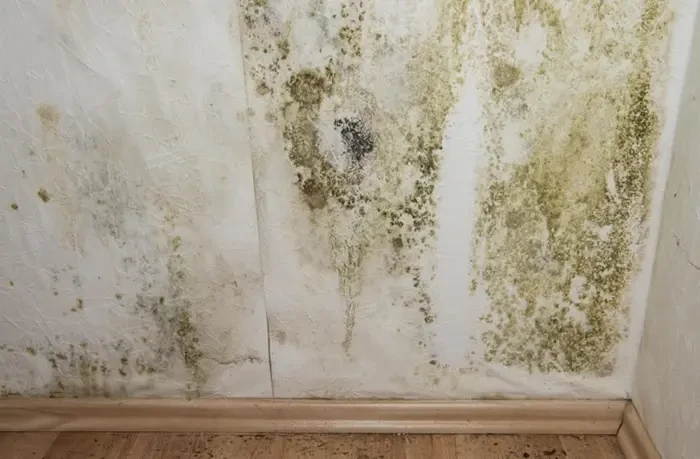Gợi ý 5 cách xử lý, khử mùi phòng bị ẩm mốc hiệu quả