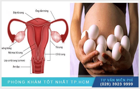 Buồng trứng của phụ nữ có gì thú vị