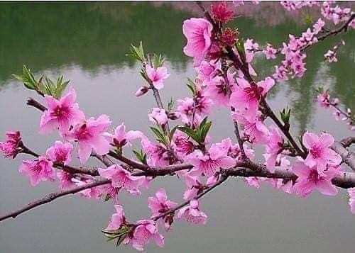 CÓ MỘT MÙA XUÂN NHƯ THẾ - LAN HƯƠNG