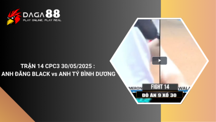 Video Đá Gà Online - Trực Tiếp Từ Trường Đá Gà 88