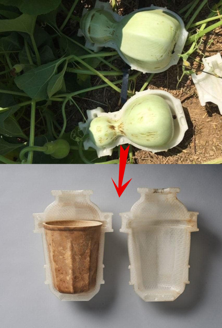 Trồng ly uống nước từ quả bầu