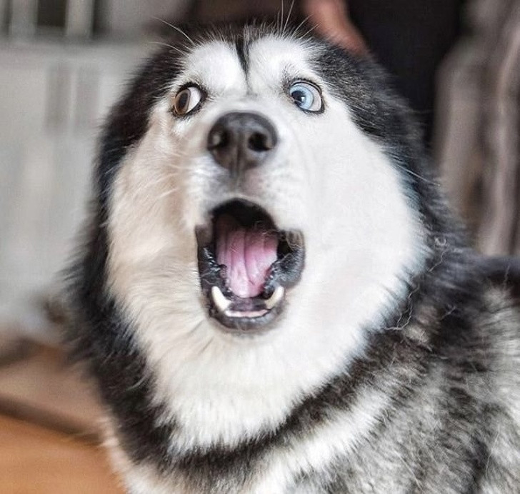 7 dấu hiệu dễ dàng để phân biệt chó Husky và chó Alaska - Huyền Iris