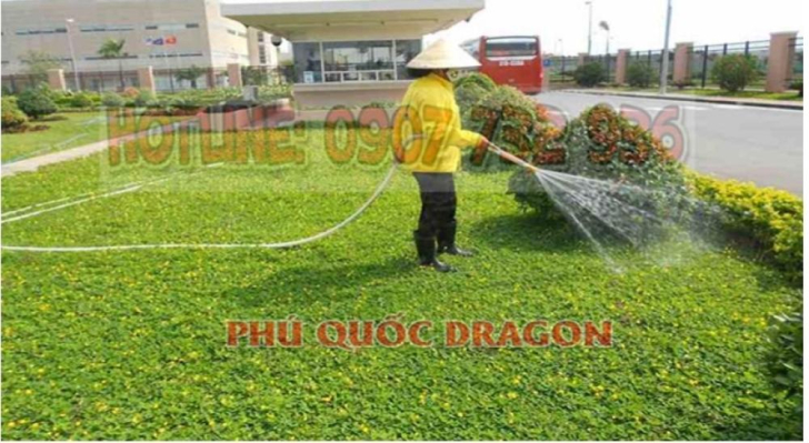 Chăm sóc sân vườn cảnh quan resort, công ty ở HCM, Đồng Nai