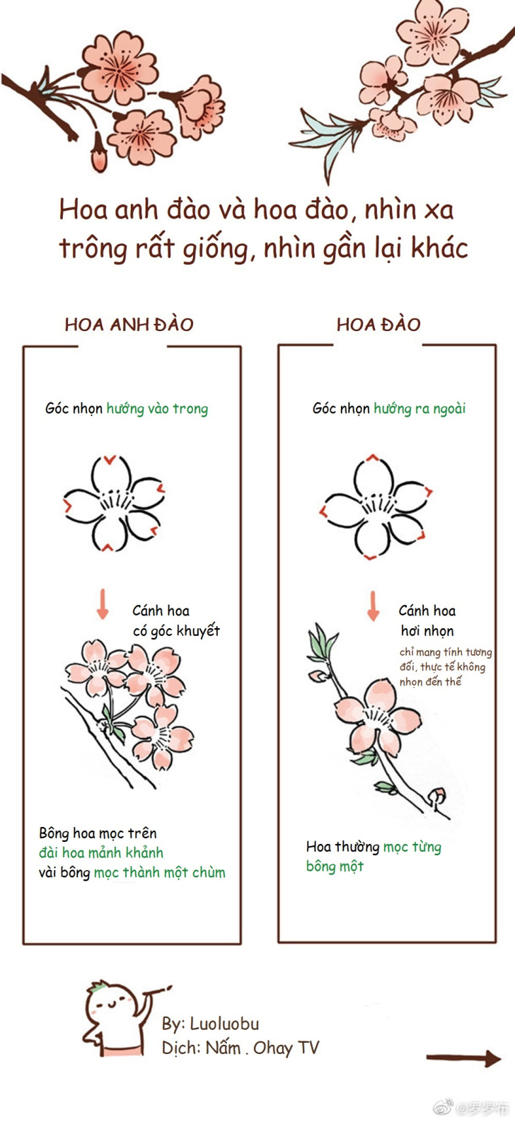 Hướng dẫn cách vẽ cây hoa anh đào đơn giản với 7 bước cơ bản