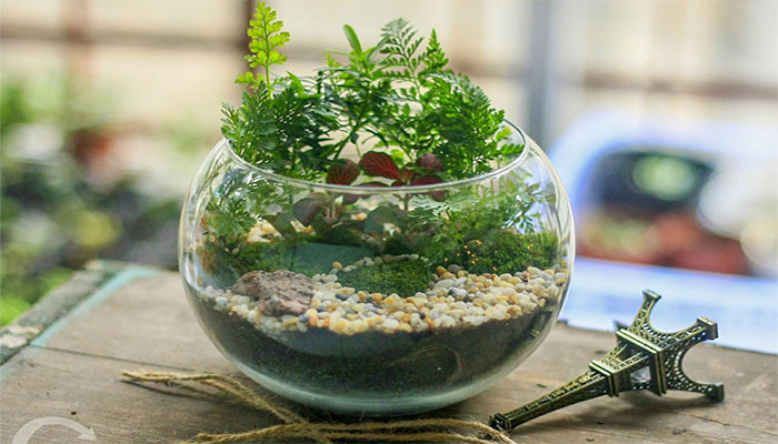 Kinh doanh cây cảnh mini để bàn nào nhanh sinh lợi?
