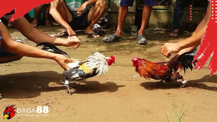 Hướng Dẫn Tham Gia Daga88 Và Trải Nghiệm Chơi Đá Gà