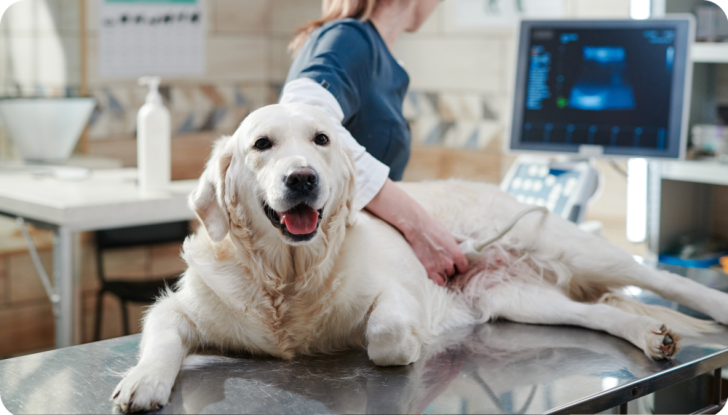 Comprehensive Pet Medical Services: Ensuring Optimal Health for Your Furry Companion