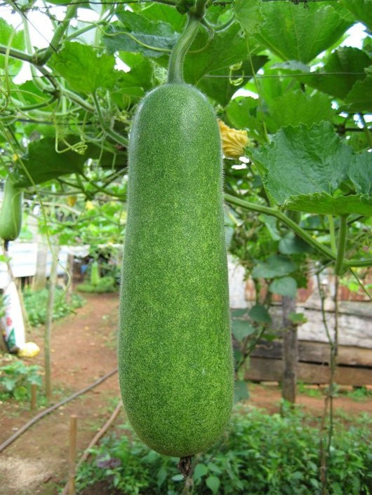 THỰC PHẨM GIÚP NÂNG CAO TRÍ TUỆ