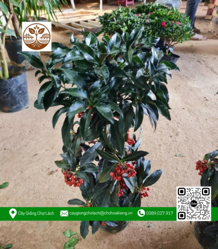 🌳 Tìm Cây Cảnh Khó - Có Chợ Hoa Kiểng Lo 🌳