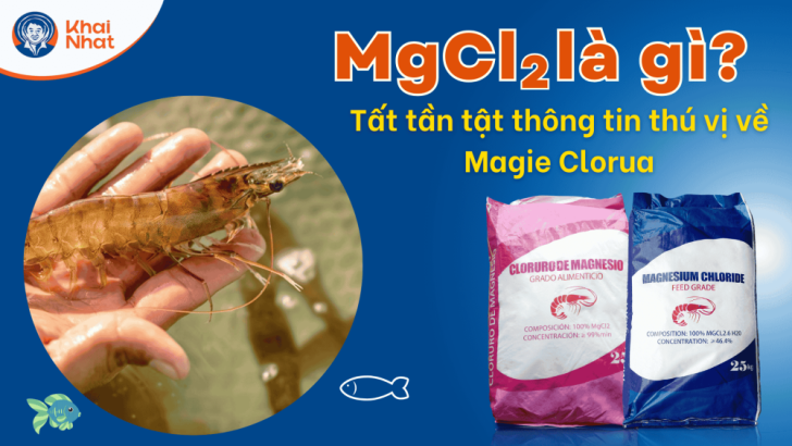 MgCl2 là gì? Tất tần tật thông tin thú vị về Magie Clorua